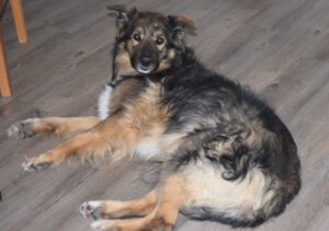 Loki auf dem Boden